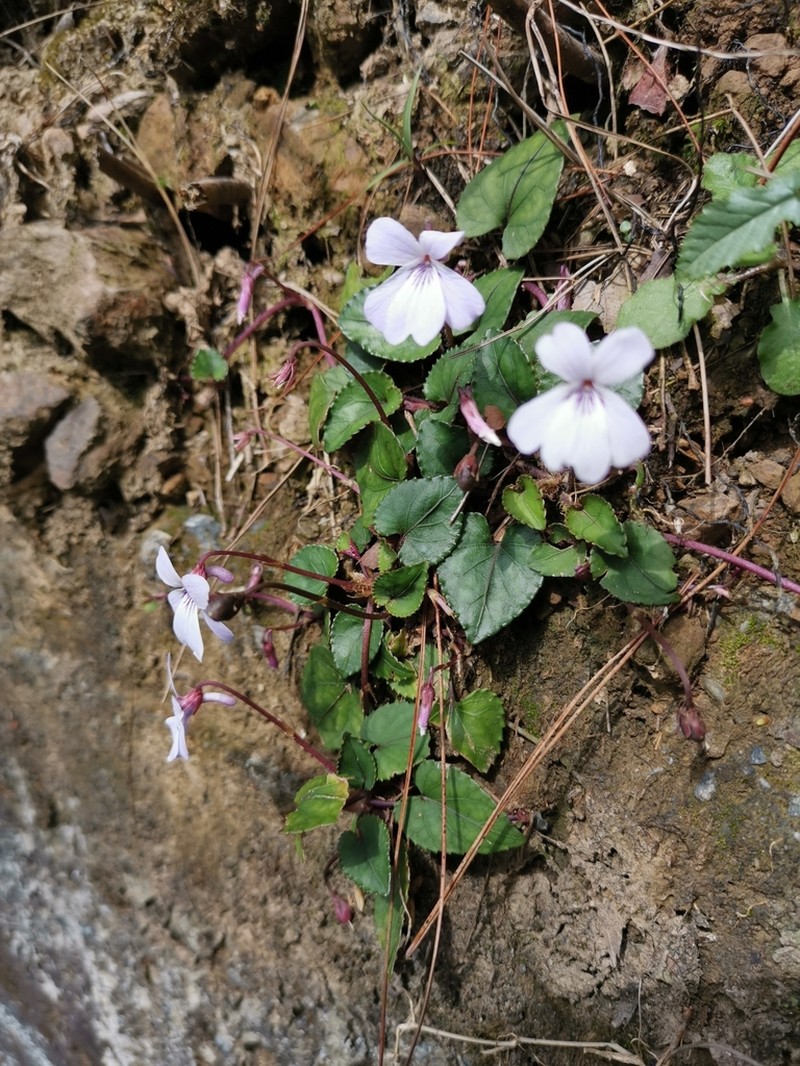 Viola formosana photo 3