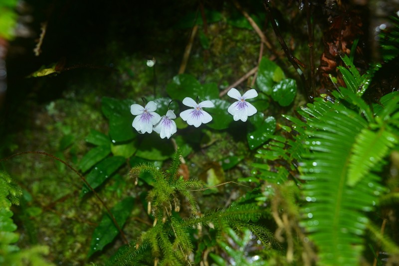 Viola formosana photo 4