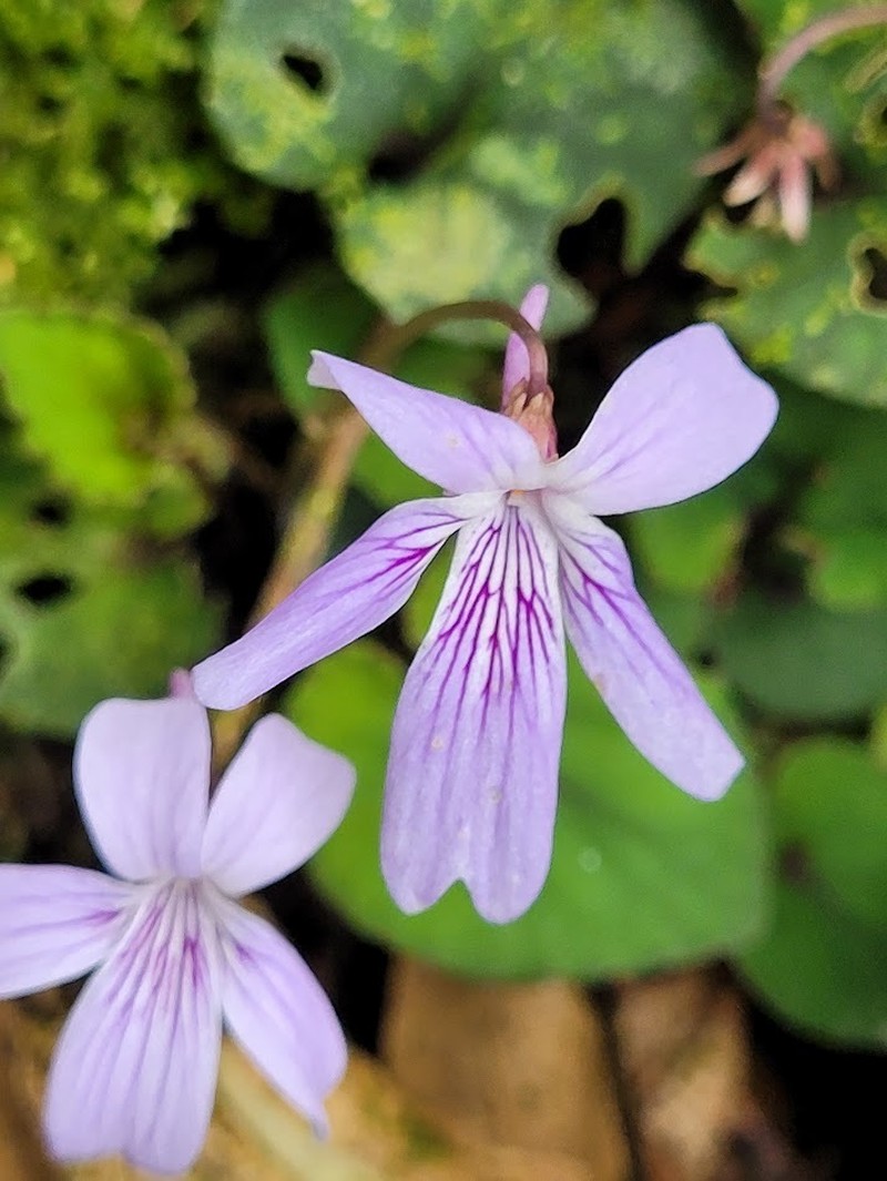 Viola formosana photo 5