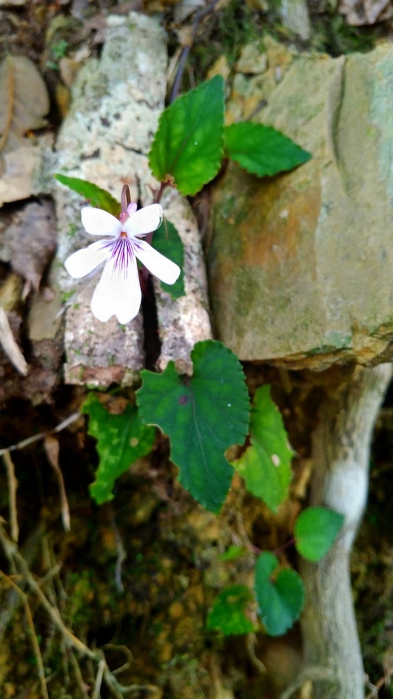 Viola formosana photo 6