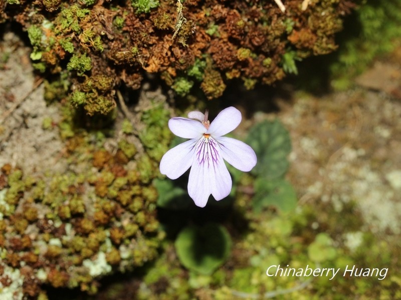 Viola formosana photo 7