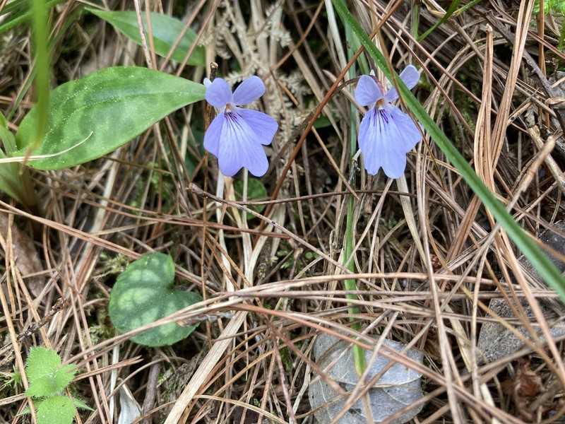 Viola formosana var. formosana