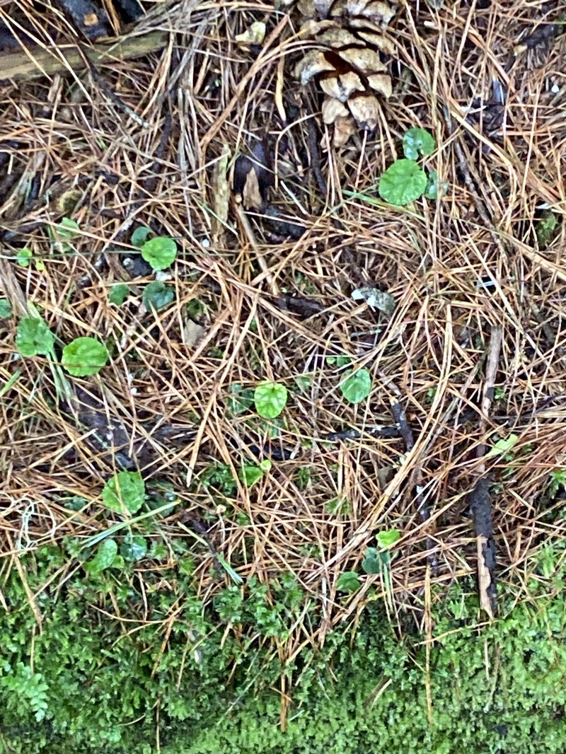 Viola formosana var. formosana photo 2