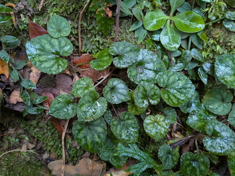 Viola formosana var. formosana photo 3