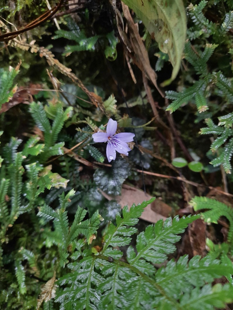 Viola formosana var. formosana photo 4