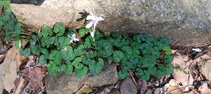 Viola formosana var. formosana photo 5