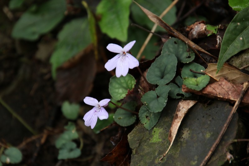 Viola formosana var. formosana photo 6