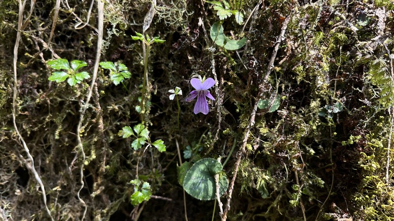 Viola formosana var. formosana photo 7