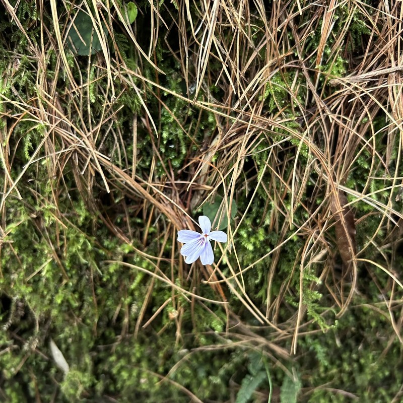 Viola formosana var. formosana photo 8