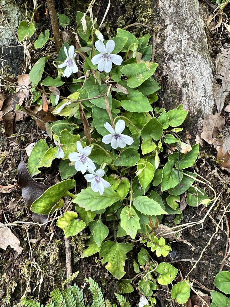 Viola formosana var. kawakamii
