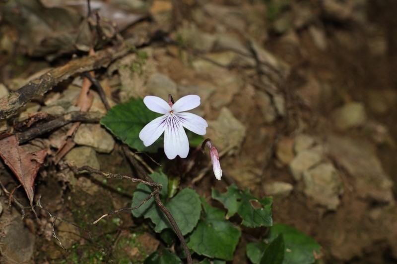 Viola formosana var. kawakamii photo 2