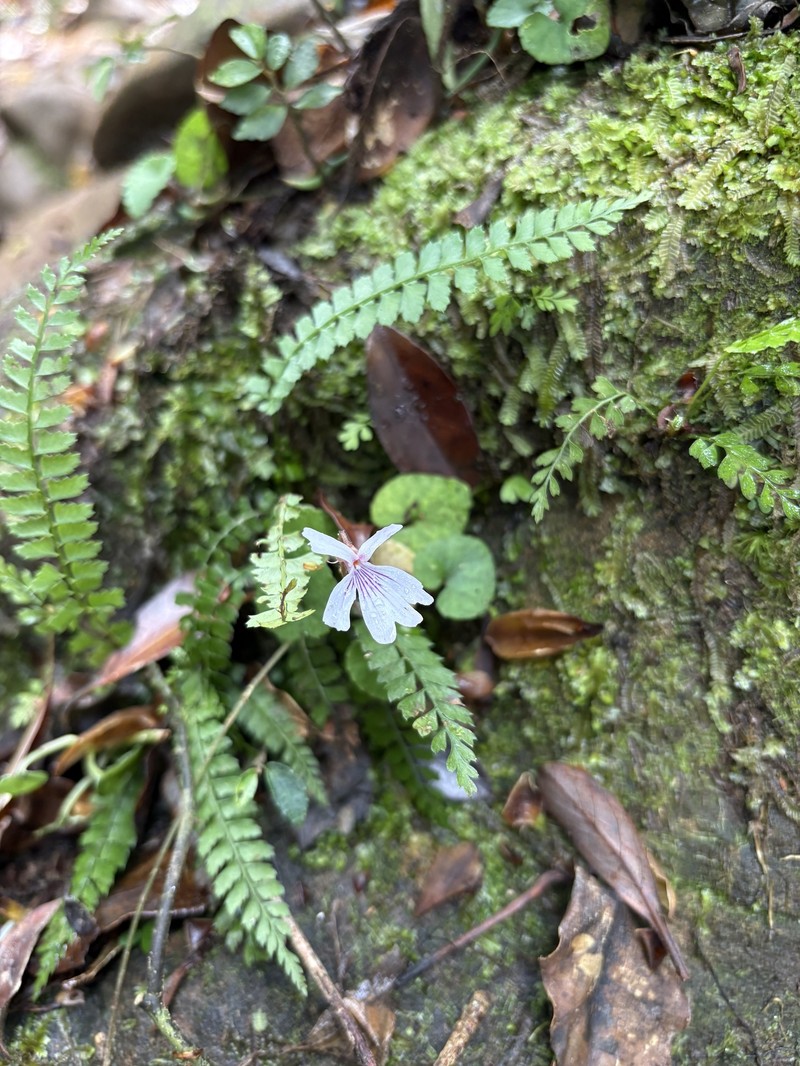 Viola formosana var. kawakamii photo 3