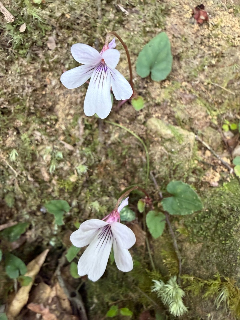 Viola formosana var. kawakamii photo 4