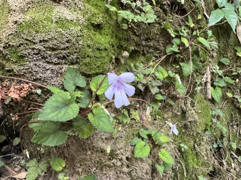 Viola formosana var. kawakamii photo 5