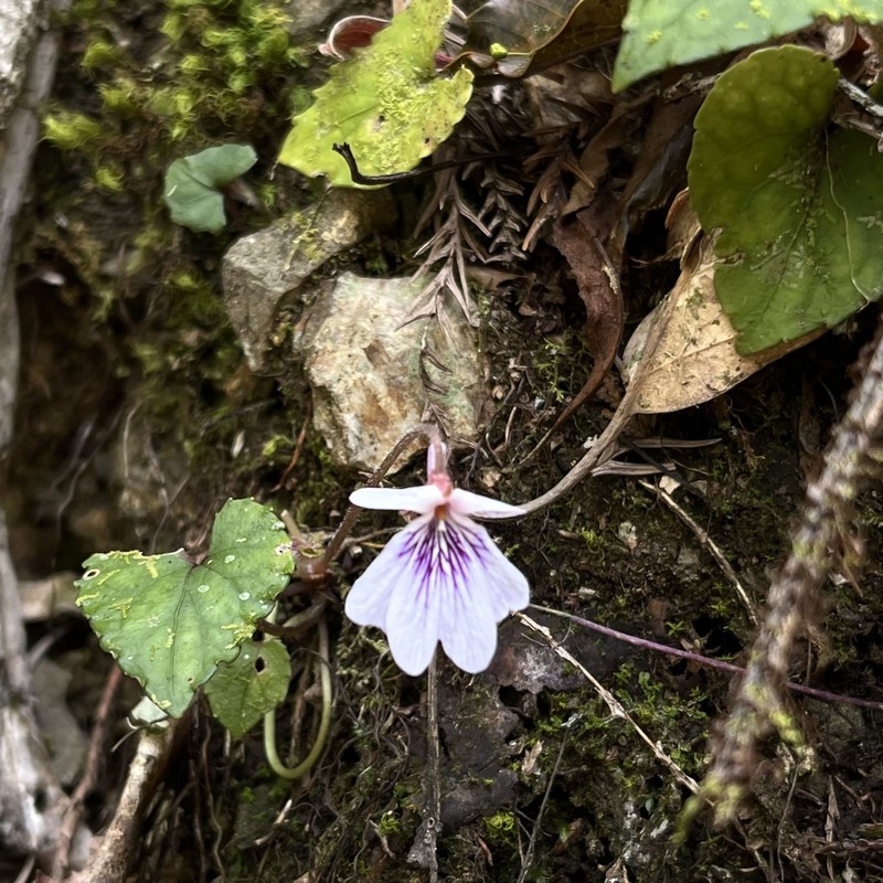 Viola formosana var. kawakamii photo 6