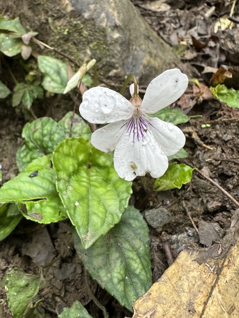 Viola formosana var. kawakamii photo 7