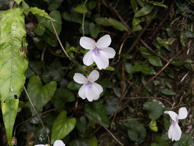 Viola formosana var. kawakamii photo 8