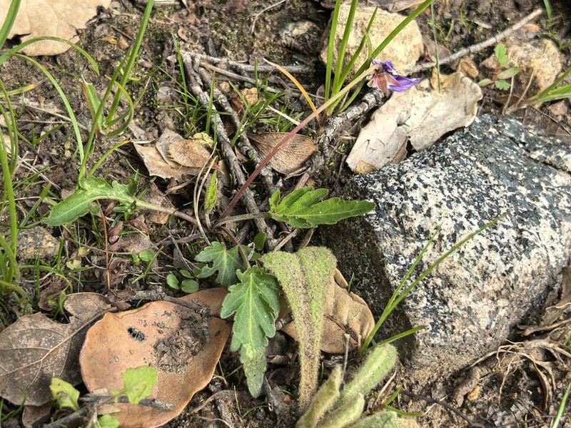 Viola forrestiana