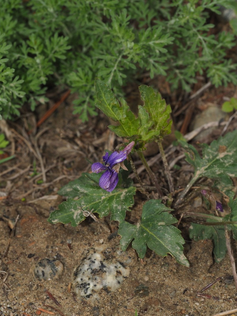 Viola forrestiana photo 2