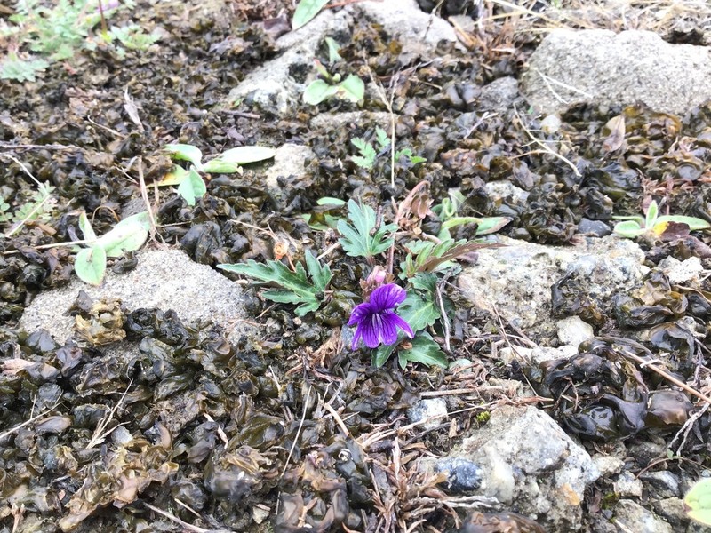 Viola forrestiana photo 3
