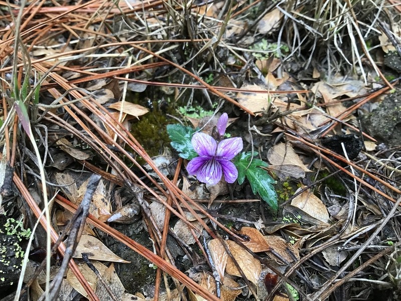 Viola forrestiana photo 4