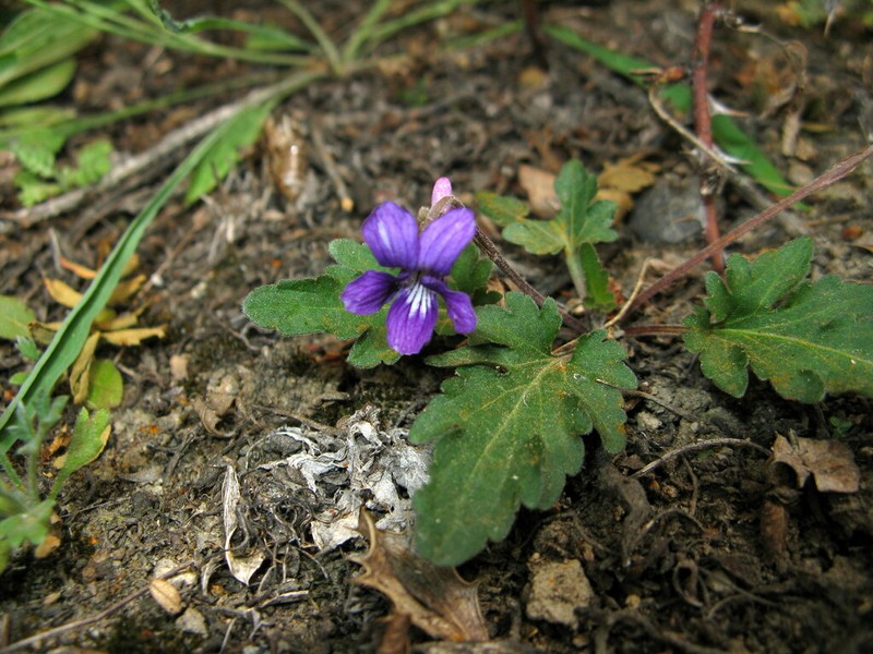 Viola forrestiana photo 5