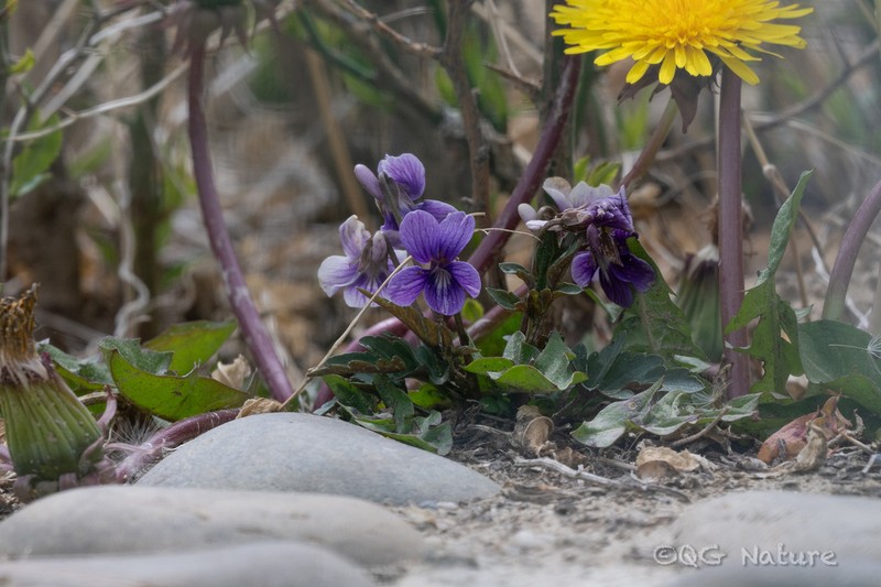 Viola forrestiana photo 6