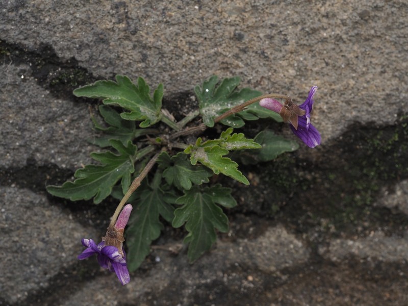 Viola forrestiana photo 7