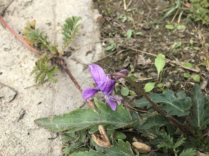 Viola forrestiana photo 8