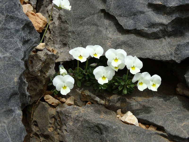 Viola fragrans