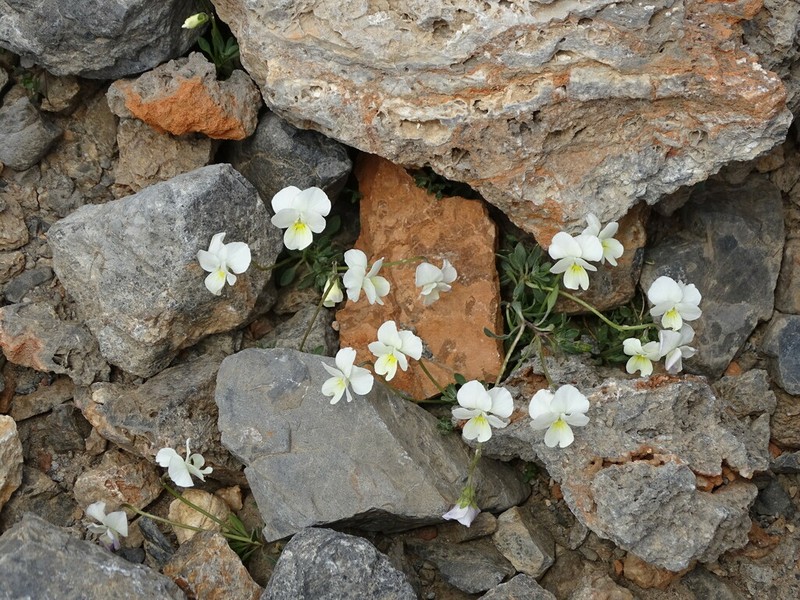 Viola fragrans photo 2