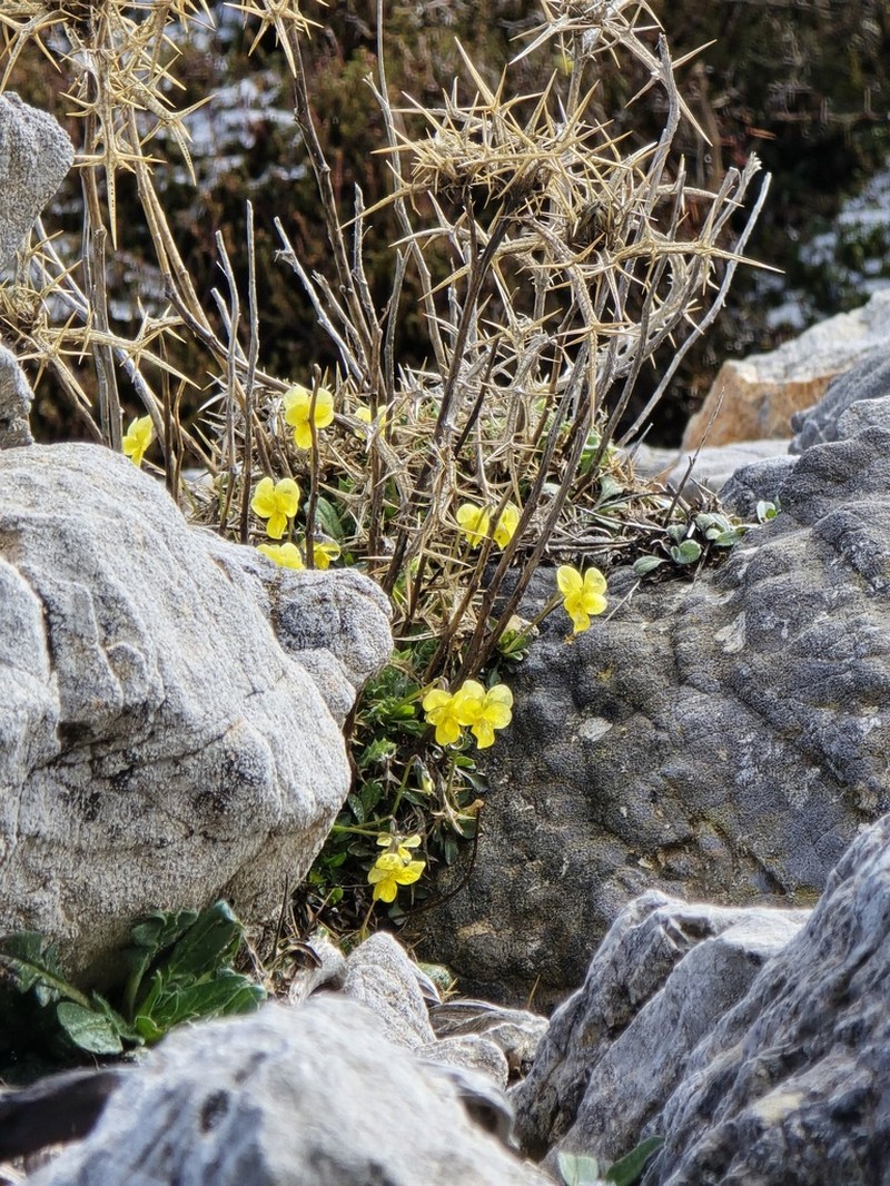Viola fragrans photo 3