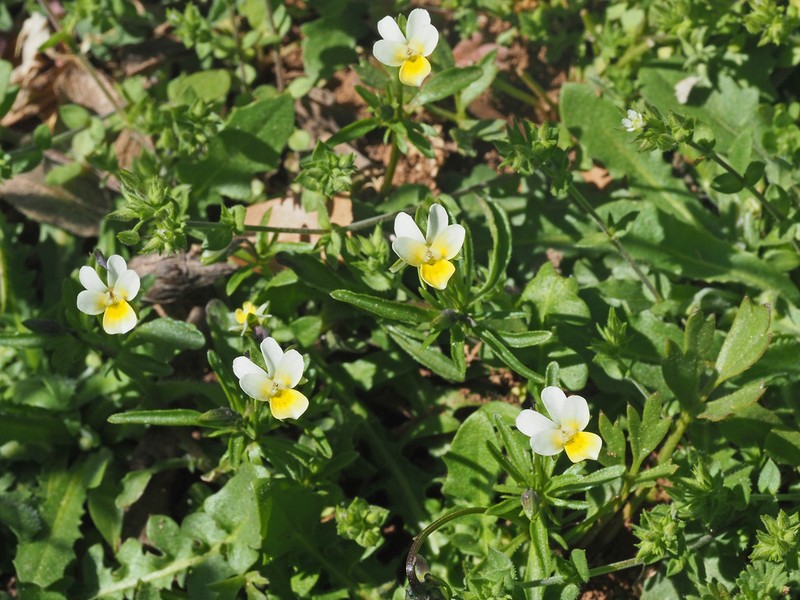Viola fragrans photo 4