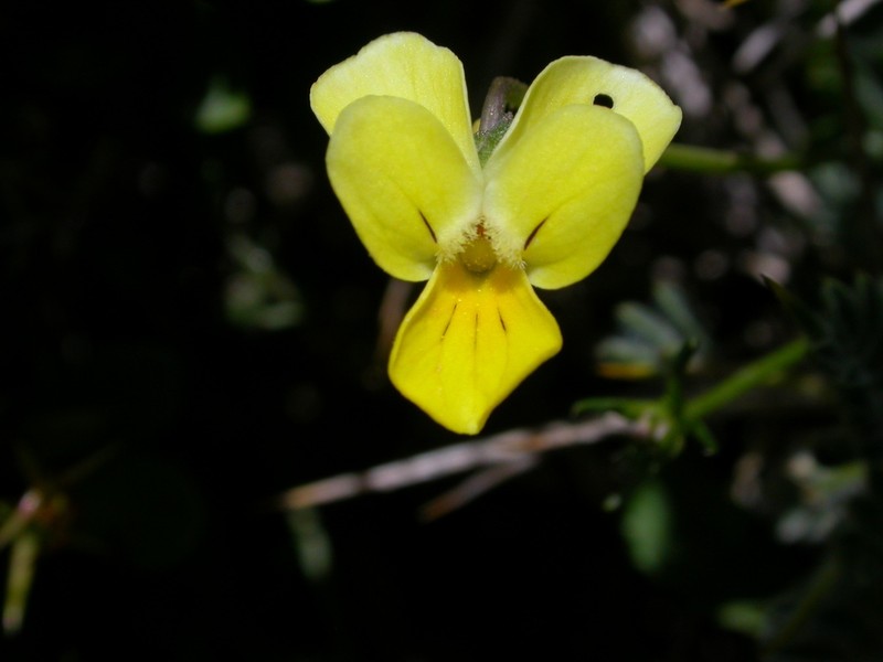 Viola fragrans photo 5