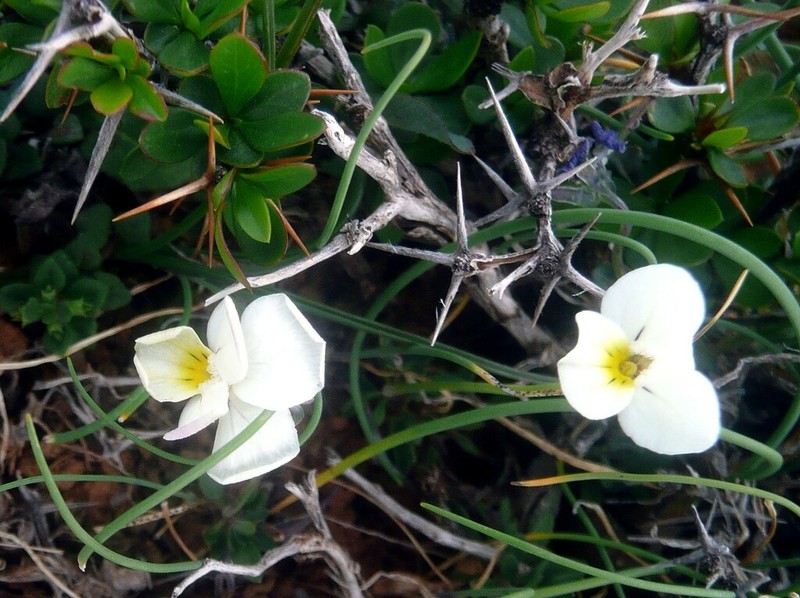 Viola fragrans photo 6