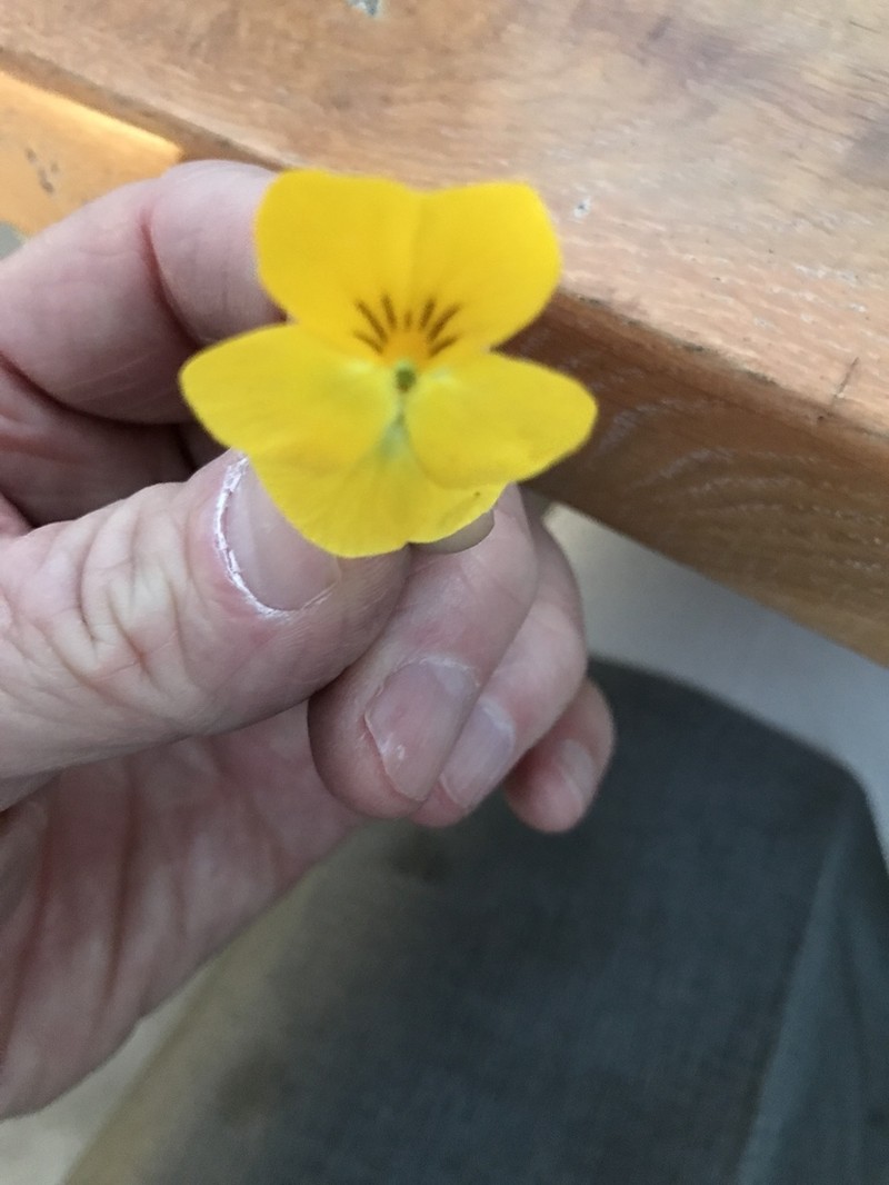 Viola fragrans photo 7