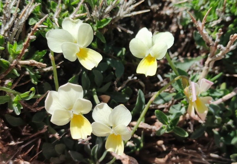 Viola fragrans photo 8