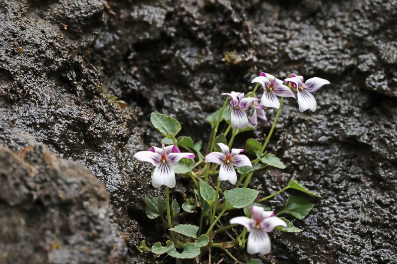 Frank-Smith's Violet