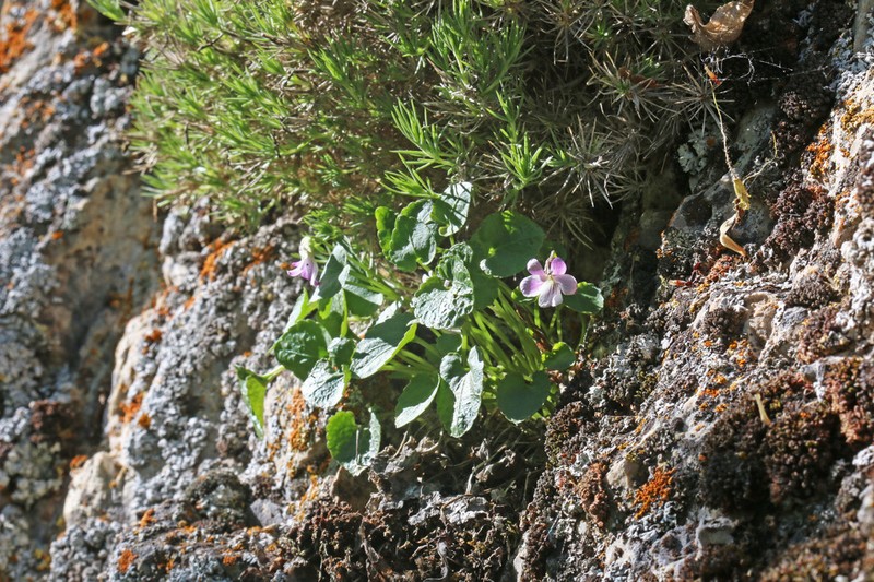 Frank-Smith's Violet photo 2
