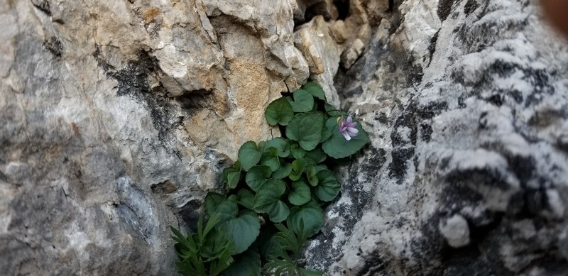 Frank-Smith's Violet photo 4