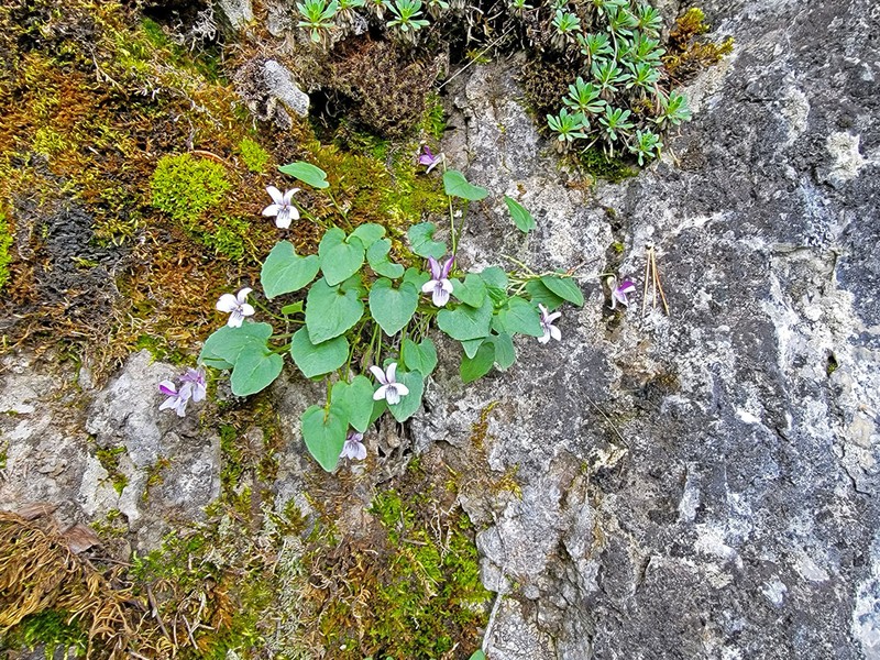 Frank-Smith's Violet photo 5