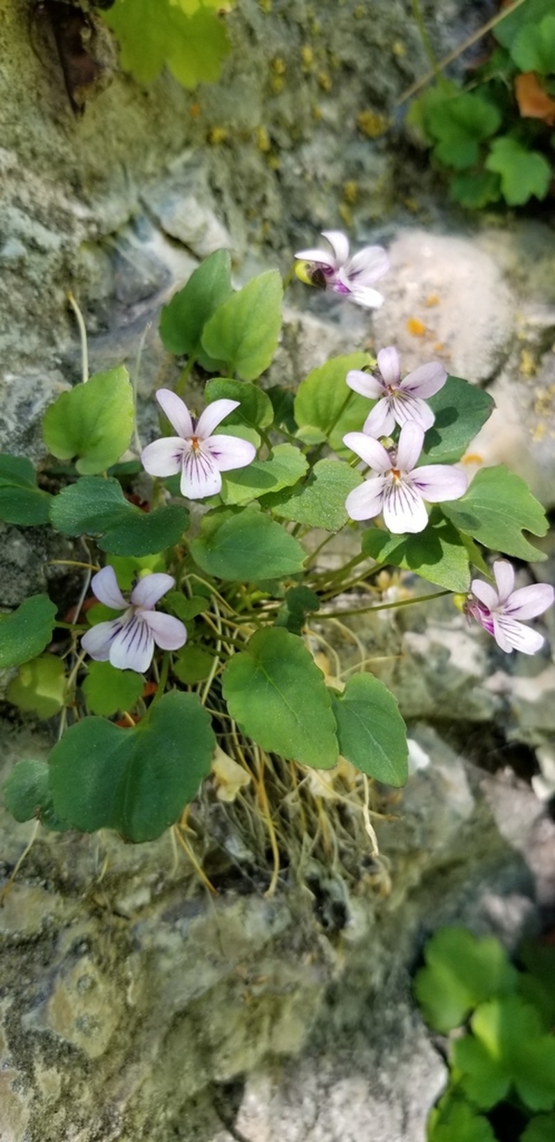 Frank-Smith's Violet photo 7