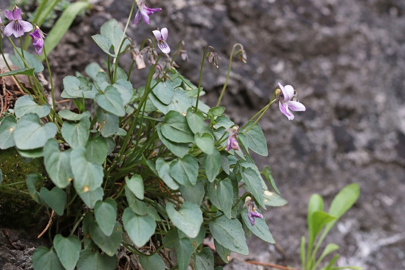 Frank-Smith's Violet photo 8
