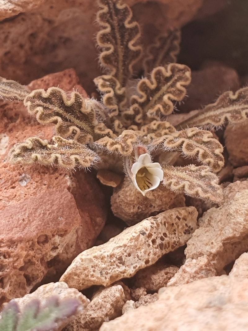 Viola frigida photo 2