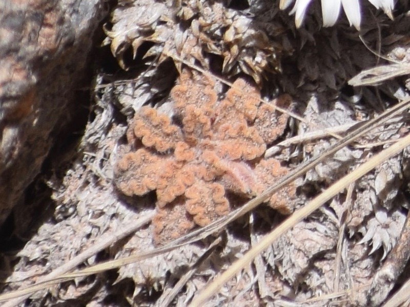 Viola frigida photo 8