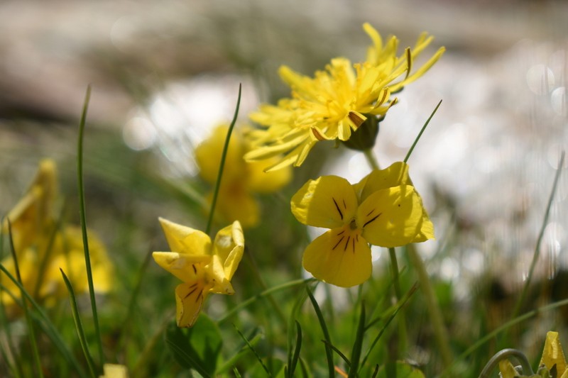 Viola frondosa