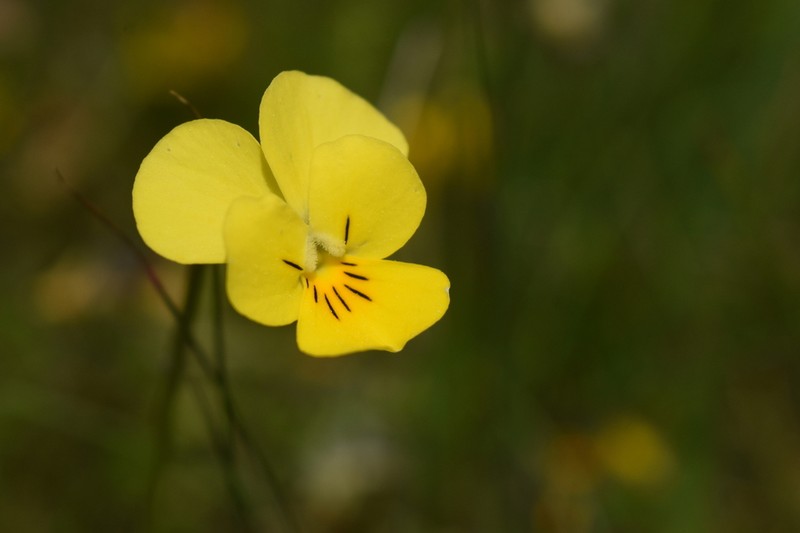 Viola frondosa photo 2