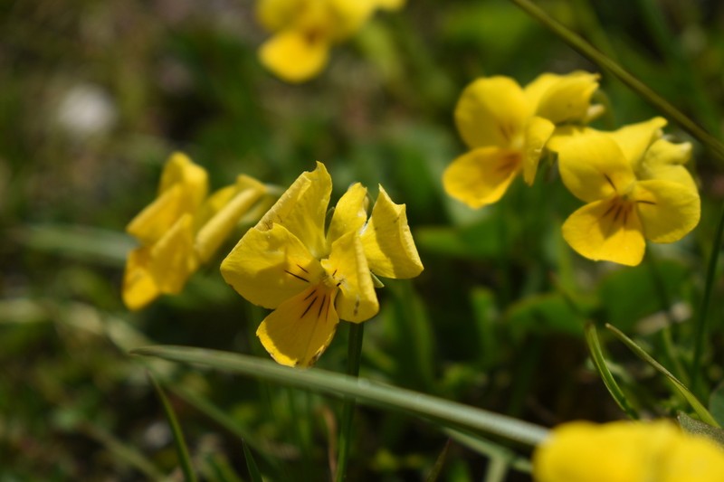 Viola frondosa photo 3