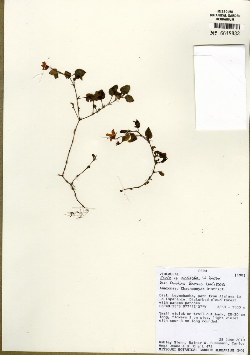 Viola fuscifolia
