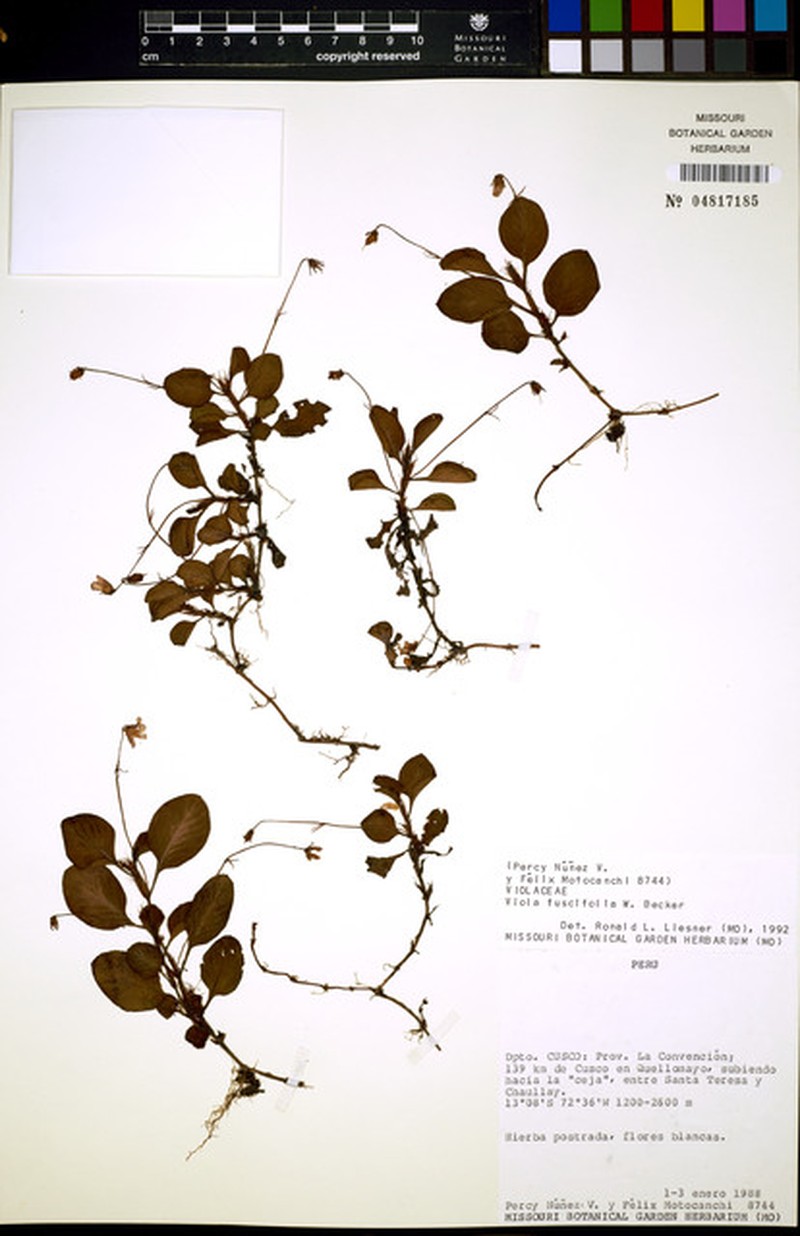 Viola fuscifolia photo 2